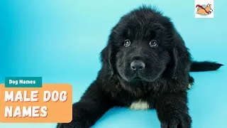 Thumbnail: Male Dog Names: 20 Most Popular Names For Your Puppy!