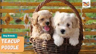 Thumbnail: Teacup Poodle: All You Need To Know About This Short, Small And Tiny Dog!