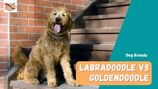 Thumbnail: Labradoodle Vs. Goldendoodle: Which Is The Perfect Breed For You?