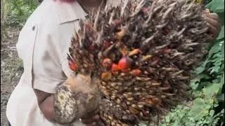 Thumbnail: Palm Oil Production Journey with MaryEdo (Part 1)