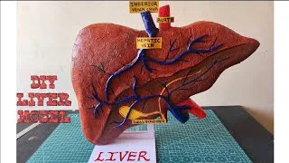 Thumbnail: Liver model using thermocol | Liver 3D Model: A Creative Way to Learn Anatomy" liver model #diy #yt