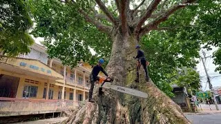 Thumbnail: Trimming Massive War-Era Trees Overgrowing a School! (Satisfying Transformation)
