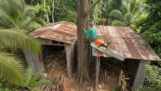 Thumbnail: Extreme Dangerous Tree Removal! Cutting Giant Tree Between Two Houses