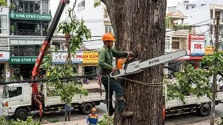 Thumbnail: TERRIFYING! Massive Tree Branch HITS High Voltage Power Line! 