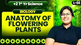 Thumbnail: +2 1st year Biology anatomy of flowering plants | Class 11th Biology | Biology By Mausumi Ma'am