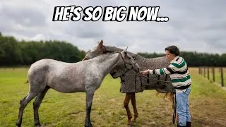 Thumbnail: 15-Month-Old Foal Update, an Exciting New Tackroom Arrival & Barn Renovation Progress!