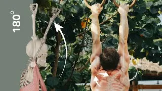 Thumbnail: Mechanics Of Shoulder Mobility & Flexibility