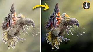 Thumbnail: The Editing Trick I Use on Every Wildlife Photo