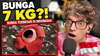 Thumbnail: I React to 48 Things You Didn’t Know About Indonesia 🇮🇩