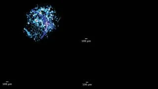 Thumbnail: AxonTracking in hiPSC-Derived Midbrain Organoids | Axonal Propagation with HD-MEAs