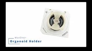 Thumbnail: MaxOne Organoid Holder | Stable Brain Organoid Recordings on HD-MEA