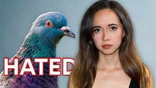 Thumbnail: the pigeon situation is crazy