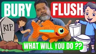 Thumbnail: 3 SAFE and BEST Ethical Ways to Dispose of Your Aquarium Fish