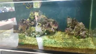 Thumbnail: CMFRI visit - Ornamental Marine Fish Culture @MBBT-TBAKCW @thassimbeeviabdulkadercoll9350