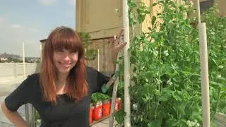 Thumbnail: Gardeniere Sizzle