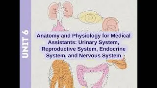 Thumbnail: Unit 6 | Urinary, Reproductive, Endocrine, and Nervous Systems | CCMA Exam Prep