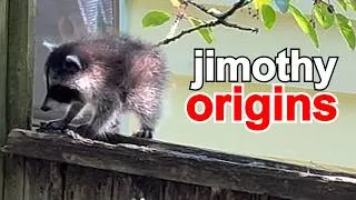 Thumbnail: Jimothy the raccoon, Seattle's viral round, cute little buddy.