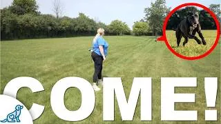 Thumbnail: The One Recall Game Every Dog Owner Needs to Know