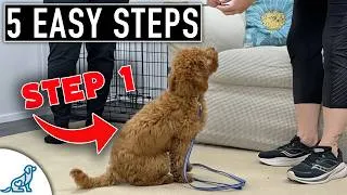 Thumbnail: How To Teach Your Puppy Their Name FAST