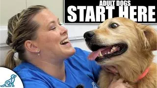 Thumbnail: First Steps For Training Your Rescue/Rehomed/Adult Dog!
