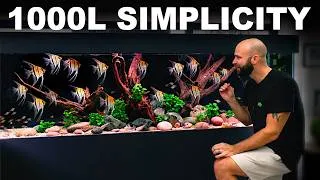 Thumbnail: NEW STUDIO PREP: 8ft 1000L Simplicity & ADDING 100's Fish