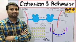 Thumbnail: Cohesion and Adhesion (हिंदी में)