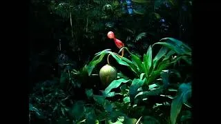 Thumbnail: Chihuly Gardens & Glass - Tour the Exhibition (2004)