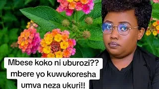 Thumbnail: Ibanga utamenye mumuti ukangura ubwenge ukavura kwibagirwa!!!!!!!