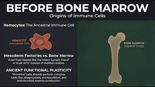 Thumbnail: Origins of Immune Surveillance | Hematopoiesis & Hemocytes in Invertebrates
