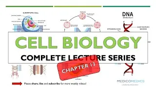 Thumbnail: Cell Biology Chapter 13 | Clinical Applications: Diagnostics, Targeted Therapy, Stem Cells & More