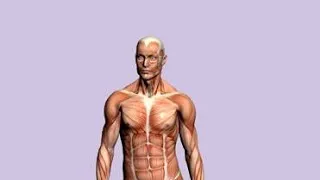 Thumbnail: Anatomy_Medical Terms_Made Easy Part 2