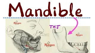 Thumbnail: Anatomy of Mandible - Muscles of Mastication (Temporalis, Masseter, Pterygoids) -Head & Neck Anatomy