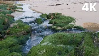 Thumbnail: 1 Hour of Gentle Water Stream & Soft Piano | Relaxing Nature Sounds for Sleep, Study & Meditation