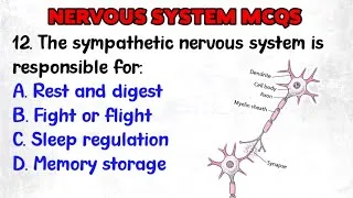 Thumbnail: 20+ NERVOUS  SYSTEM PRACTICE QUESTIONS