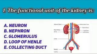 Thumbnail: ACE your Physiology of the URINARY SYSTEM Exam with these 20 often repeated questions