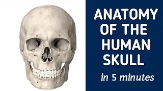Thumbnail: Anatomy of the Human Skull (IN 5 MINUTES)