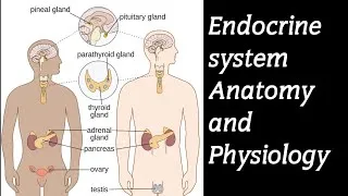 Thumbnail: Introduction to the ENDOCRINE SYSTEM Anatomy and Physiology 