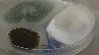 Thumbnail: Various filamentous fungi growth on CMA