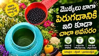 Thumbnail: Seaweed తో మొక్కలకు ఇంత లాభమా... 3 ways to use seaweed fertilizer 