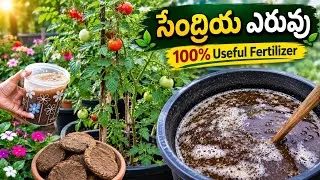 Thumbnail: Plant growth కోసం 100% useful organic fertilizer... Cow manure fertilizer 