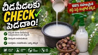 Thumbnail: Pest control కోసం best organic pesticide ఇంట్లోనే చేసేదమా... Natural Pesticide with Soapnuts