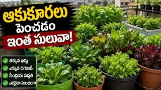 Thumbnail: Leafy Vegetables ని easy గా పెంచడం ఎలా... How to Grow Leafy Vegetables like a Pro..