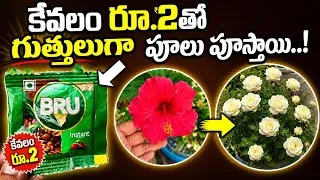 Thumbnail: కేవలం Rs 2 తో పూలు గుత్తులుగా పూస్తాయి... Coffee Fertilizer for plants...Fertilizer for more flowers