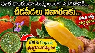 Thumbnail: చీడపీడల నివారణకు 100% Organic Spray | పూత రాలదు  | Pullati Majjiga for Plants