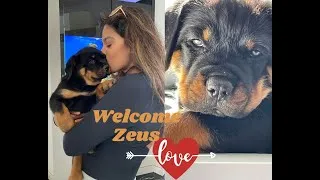 Thumbnail: Rottweiler Puppy's First Day Home | Zeus