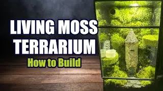 Thumbnail: Living Moss Terrarium DIY How To | Great Jumping Spider Enclosure! 4k