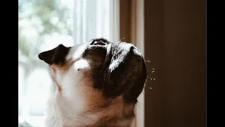 Thumbnail: In Memory of Our Pug, Zellie ♡