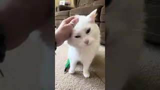 Thumbnail: All love from All Day the kitty