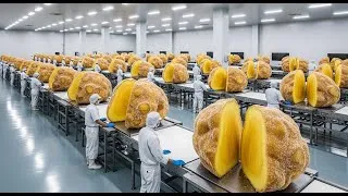 Thumbnail: Inside a Modern Ginger Factory: From Dirty Roots to Crystalized Ginger Snacks (Full Process)