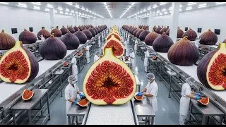 Thumbnail: Inside a Modern Fig Factory: From Fresh Harvest to Premium Dried Figs (Full Process)